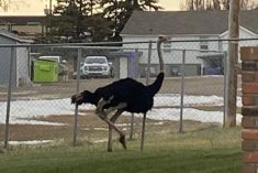 (Town of Taber via Facebook)
