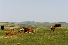 Should you buy your numbers back quickly, or retain heifers? The answer is, it depends.