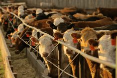 (Photo courtesy Canada Beef Inc.)
