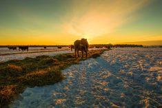 The Canadian beef industry has comprised a series of 10 goals that touch a variety of sectors, such as technology advancement, carbon, animal welfare, human welfare, land use and beef quality.