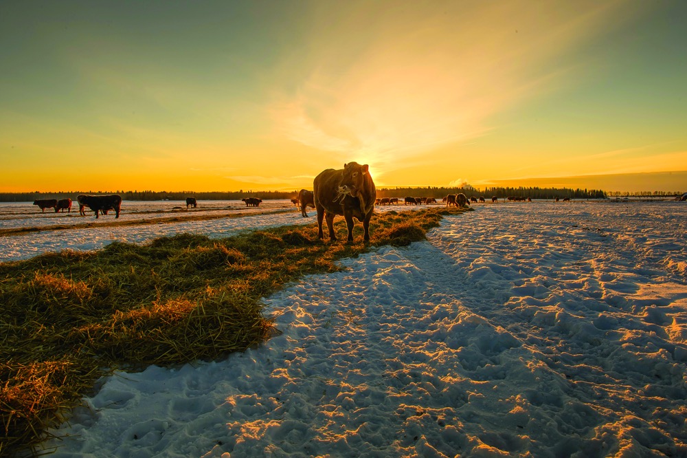 The Canadian beef industry has comprised a series of 10 goals that touch a variety of sectors, such as technology advancement, carbon, animal welfare, human welfare, land use and beef quality.