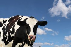 File photo of a Canadian Holstein dairy cow outdoors. (Diane Kuhl/iStock/Getty Images)