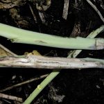 Blackleg in a canola plant stem.  Photo: File