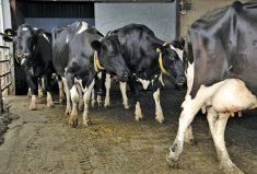 According to a recent study, adoption of new technologies could lead to a three per cent increase in milk yields, reduce GHG emissions by eight per cent and reduce feed, land and water use by six, four and three per cent, respectively, by 2030.