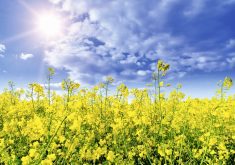 yellow canola flowers