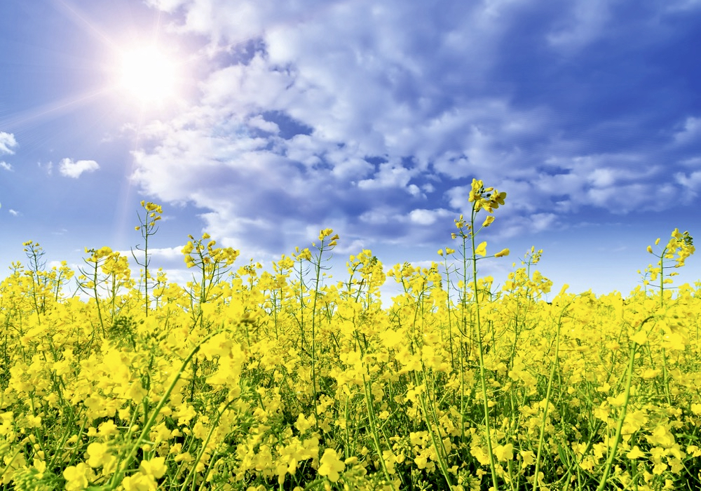 yellow canola flowers
