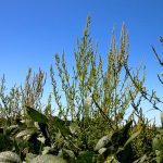 “There are waterhemp populations, mostly in the States, that are resistant to nine different herbicide groups. At that point, you have no options left.” – Kim Brown Livingston.