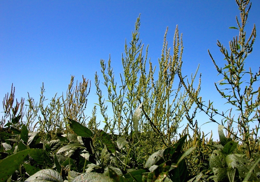 “There are waterhemp populations, mostly in the States, that are resistant to nine different herbicide groups. At that point, you have no options left.” – Kim Brown Livingston.