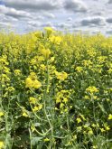 With the dramatic rise in crush capacity slated for the Prairies, the onus will be on farmers to ensure there is adequate supply to keep up with rising demand for canola seed.