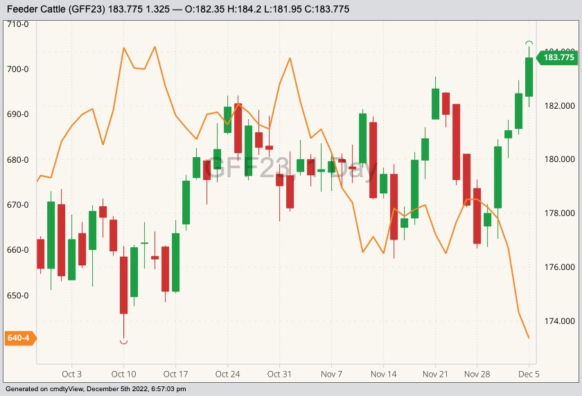 CME January 2023 feeder cattle (candlesticks, right column) with CBOT March 2023 corn (orange line, left column). (Barchart)

