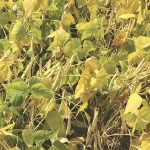 The best combination of control of anthracnose, yield and return on investment came from Allegro.