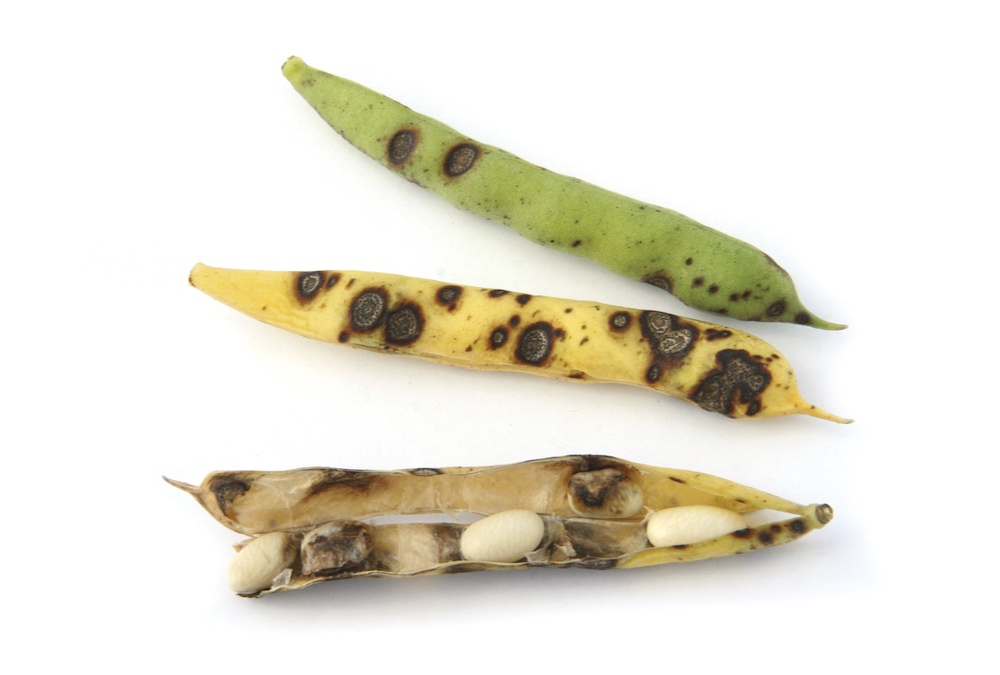 Anthracnose lesions leave pods and beans pitted causing lower yields.