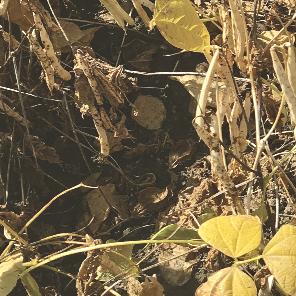 The untreated check shows the extent of the lesions that appear on leaves, stems and pods.