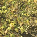 Quadris was among the best products for controlling anthracnose and providing higher return on investment.