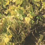 Plants with Propulse have fewer leaves attached, a measure of disease infection for anthracnose.