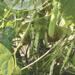 Severe infections of anthracnose can cause yield losses and quality issues in the crop.