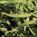 Mustard production in Western Canada in 2022 was decent with yields at about 80 per cent of the five-year average.