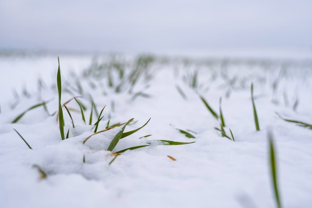 File photo of winter wheat plants in snow. (Volodymyr Shtun/iStock/Getty Images)
