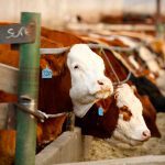(Photo courtesy Canada Beef Inc.)