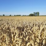 More growers are studying ways to justify the costs associated with fertigation, as used in this wheat field.
