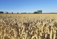 More growers are studying ways to justify the costs associated with fertigation, as used in this wheat field.