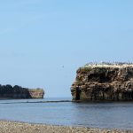 File photo of wild birds on Pokeshaw Rock in northeastern New Brunswick. (Bouillante/iStock/Getty Images)