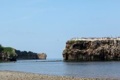 File photo of wild birds on Pokeshaw Rock in northeastern New Brunswick. (Bouillante/iStock/Getty Images)