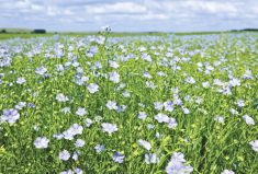 While flax yields lag those of other crops, boosting them might not help in a market with limited demand.