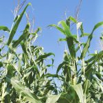 Balancing quality and quantity is central in the search for silage-specific hybrids.