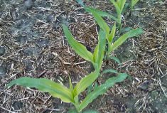 Sulphur deficiency typically shows up early with stripes on leaves, but they can be caused by other problems, so Manitoba Agriculture soil specialist recommends confirmation with a tissue test.