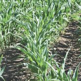 In healthier soils, drought-stressed corn leaves might curl in the afternoon, but plants remain green and productive.