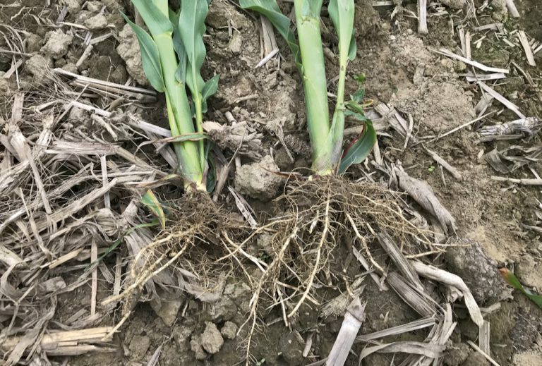 Going wide on corn row spacing - Country Guide