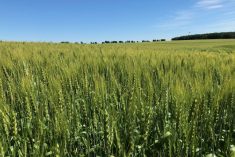 Wheat in progress west of Pathlow, Sask. on Aug. 1, 2022. (Dave Bedard photo)