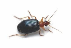 There are more than 2,400 species of ground beetles in North America. Many feed on weed seeds as well as harmful insects.