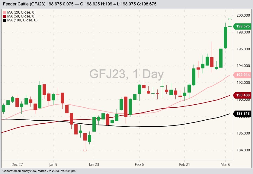 CME April 2023 feeder cattle with 20-, 50- and 100-day moving averages. (Barchart)
