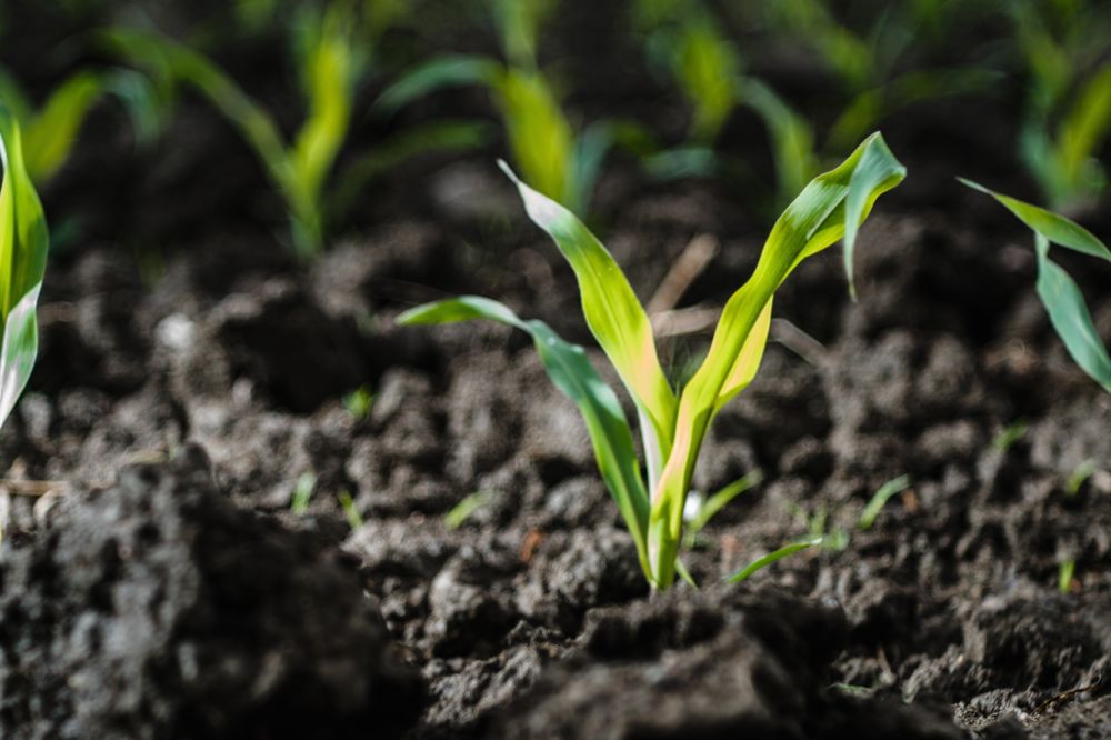 Emerging corn plants in Canada. (Sophie-Caron/iStock/Getty Images)
