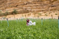 File photo of an irrigated alfalfa stand in Saudi Arabia. (JohnnyGreig/E+/Getty Images)
