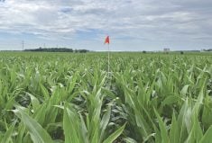 Flags marked the spot for consistent sampling throughout the season.