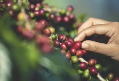 Coffee beans grow on a variety of species, both trees and shrubs.