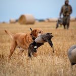 File photo of a goose hunter and dog in Canada. (Brian Scholl/iStock/Getty Images)
