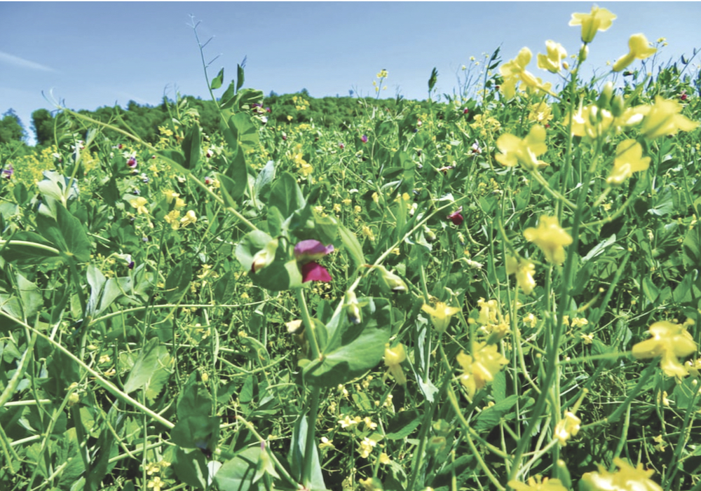 An intercrop of forage peas and canola grown in Ontario.