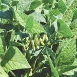 “I honestly believe that if everything was perfect below ground, we’d be far above 100 bushels.” – Hugh Earl, University of Guelph.