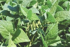 “I honestly believe that if everything was perfect below ground, we’d be far above 100 bushels.” – Hugh Earl, University of Guelph.