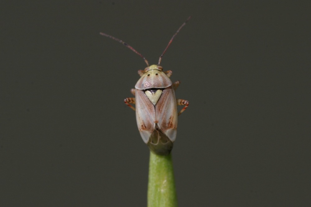 An adult lygus bug. (Photo courtesy Canola Council of Canada)
