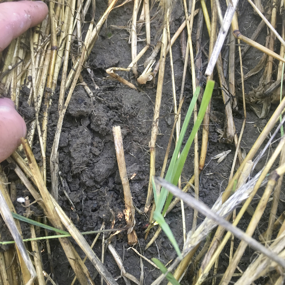 Weed suppression activity at the soil level.