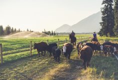 Tyler McNaughton and Sacha Bentall of Cutter Ranch see themselves mainly as producers but their marketing is providing a real stimulus to the operation. “We have room to grow,” says McNaughton.