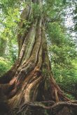 'The redwood forests have a particular smell — moist, evergreen, woody,” said Harold McGee, adding that the bark on the massive trees tends to be flaky, which may contribute to the aroma.' – Harold McGee, Travel Writer