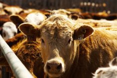 Photo: Canada Beef Inc.