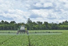 A potato crop being sprayed with a late blight fungicide in Ontario.