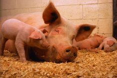 (Keith Weller photo courtesy ARS/USDA)
